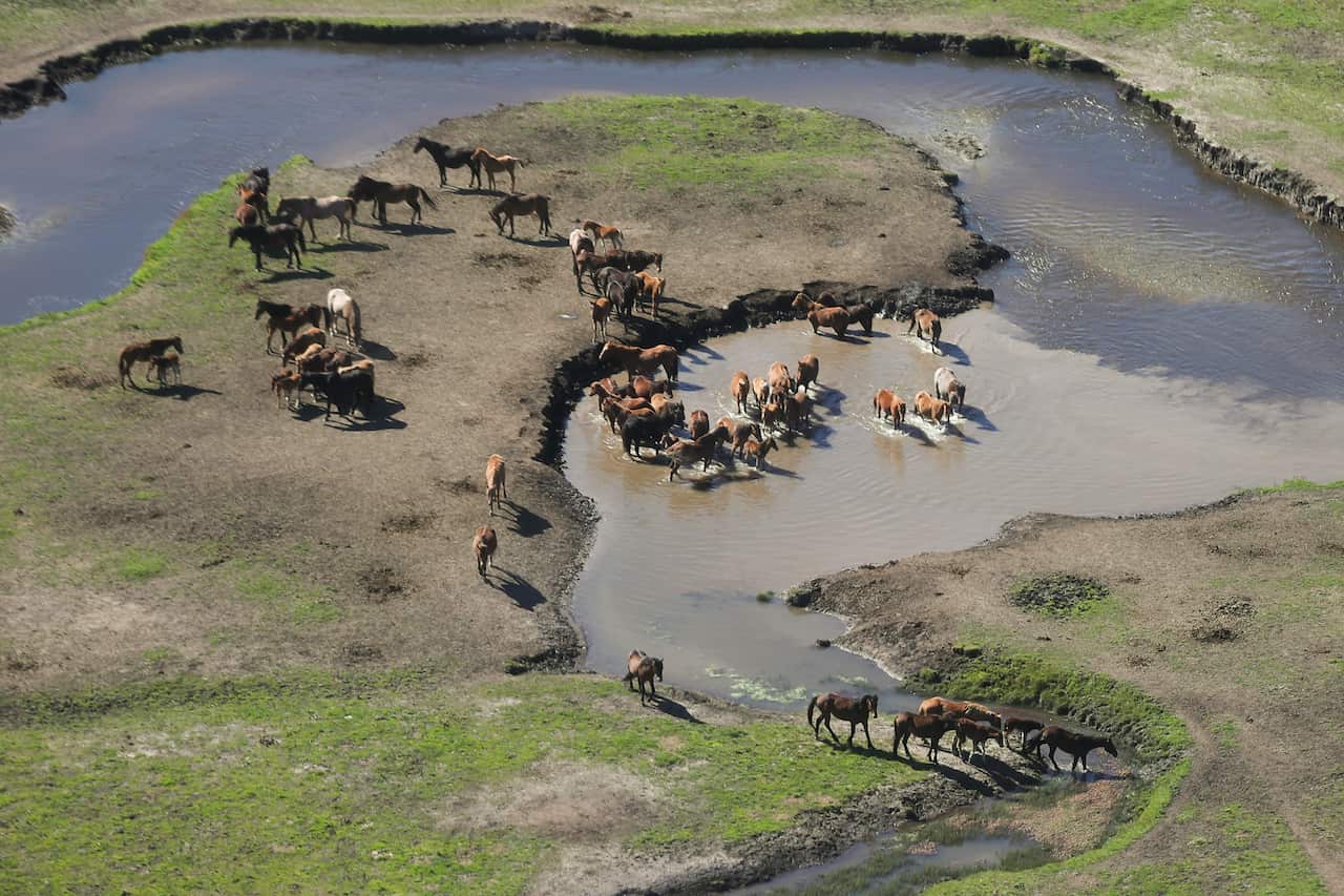 A herd of horses on a grassy area. Some are in the water of a small creek.