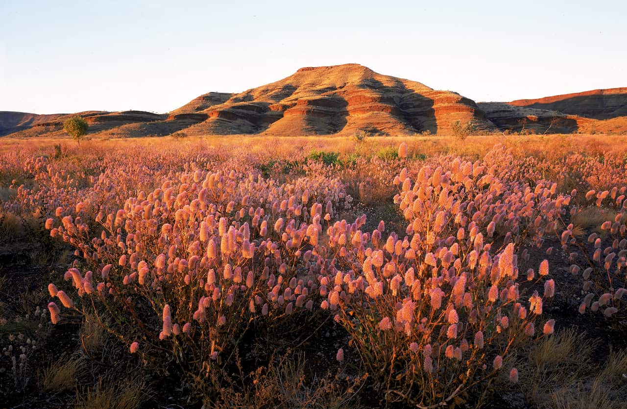wildflowers near rock outcrop