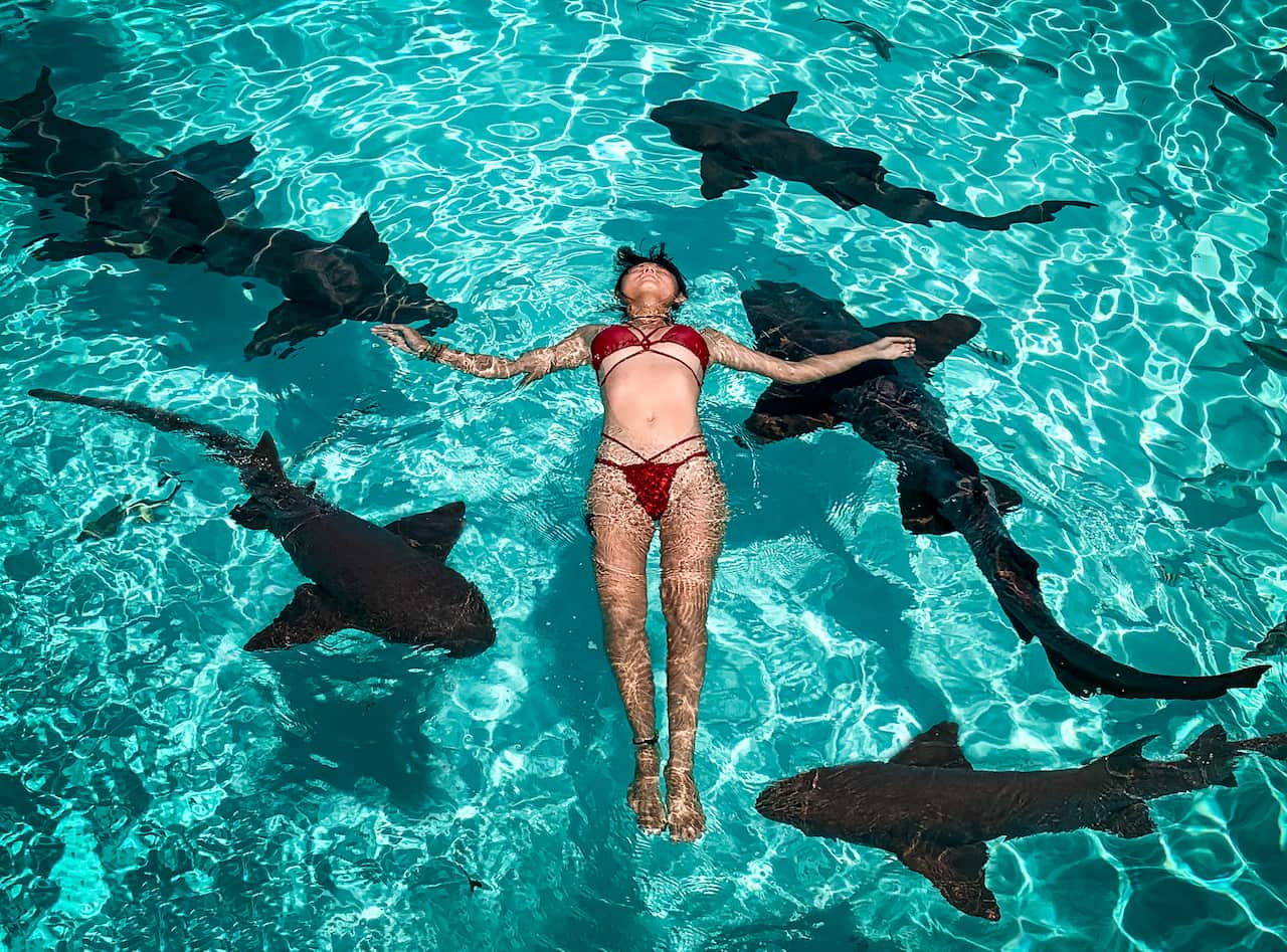 Swimming with sharks