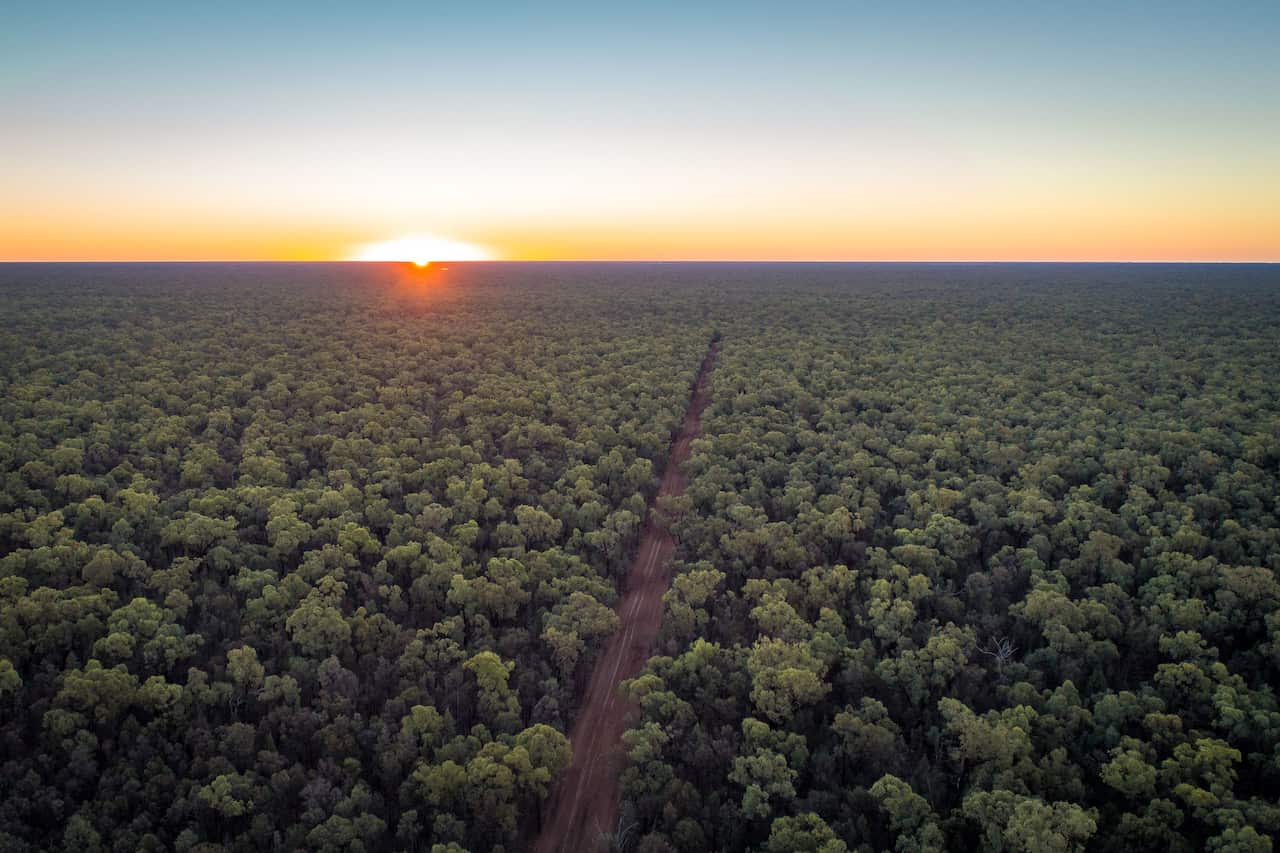 Pilliga state forest
