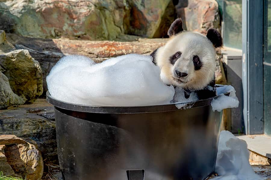 Wang-Wang-bubble-bath.jpg