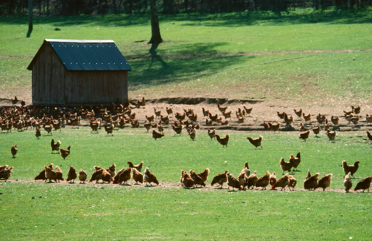 Dozens of chickens walking around the grass outside a shed