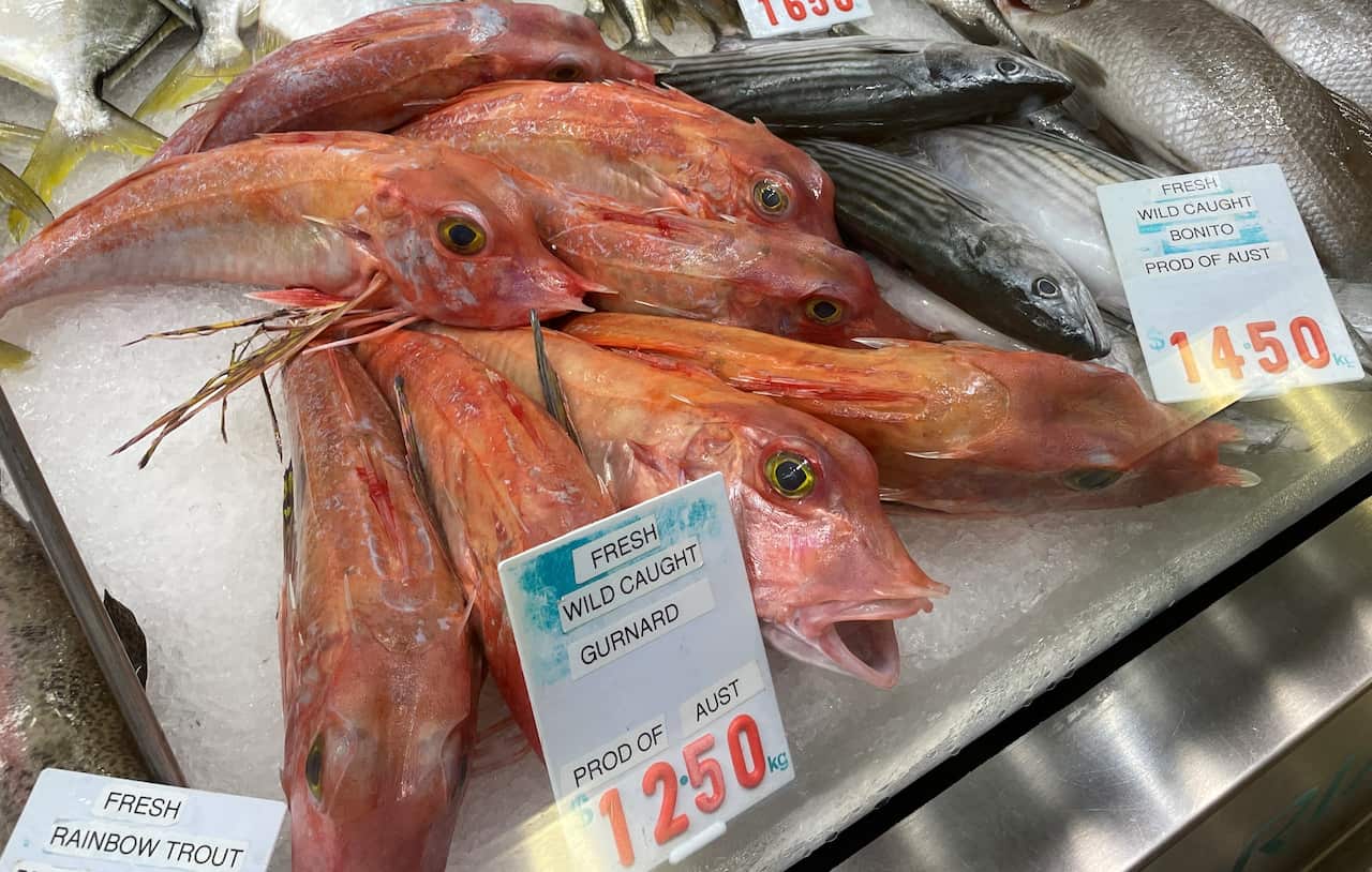 ホウボウTomaru50 (2).jpg