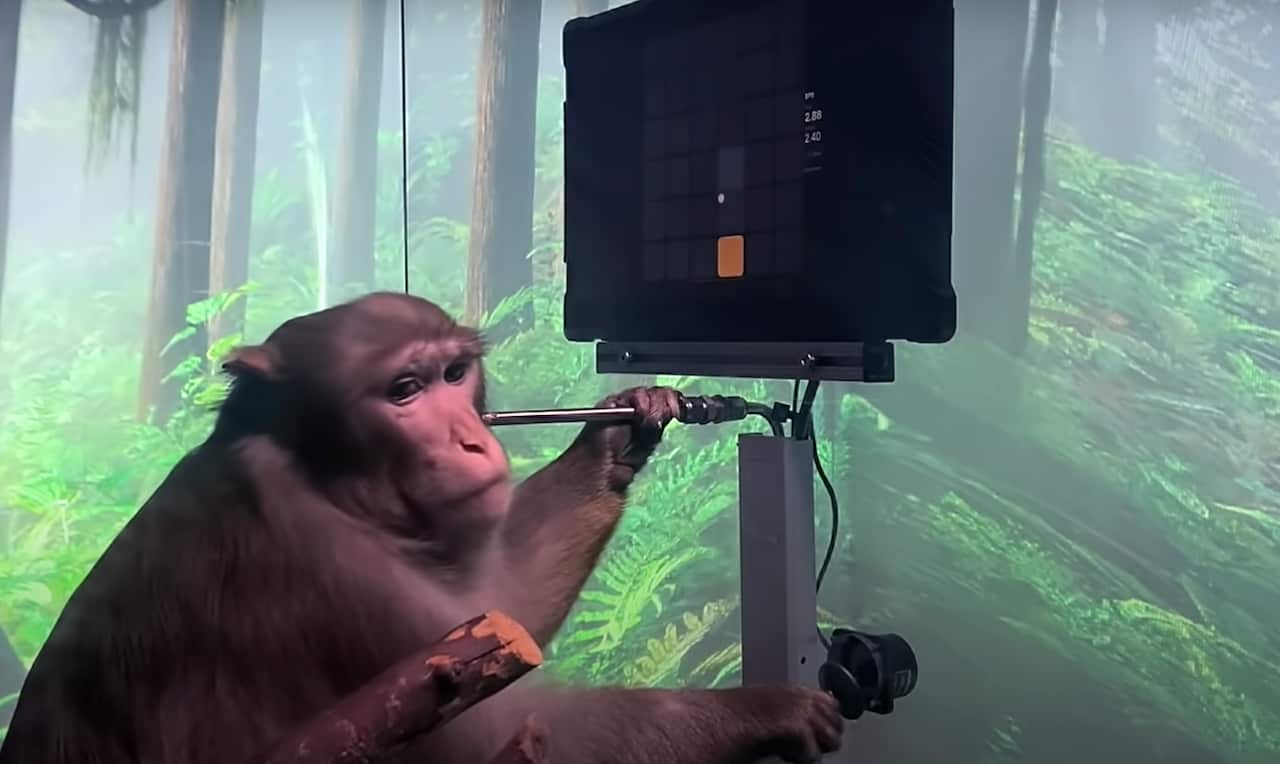 Neuralink’s monkey can play Pong with its mind. Imagine what humans could do with the same technology
