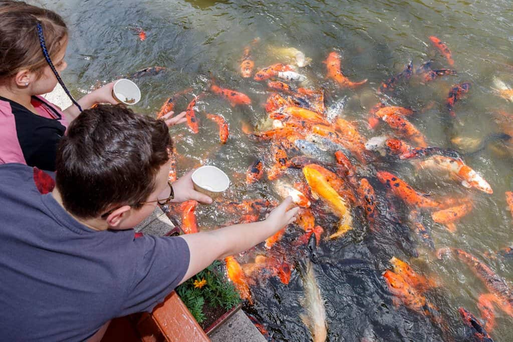 Chinese-Garden-of-Friendship-Fish.jpg