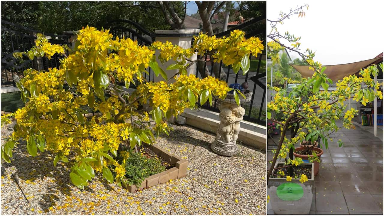 Ochna integerrima - Vietnamese yellow Mai flower