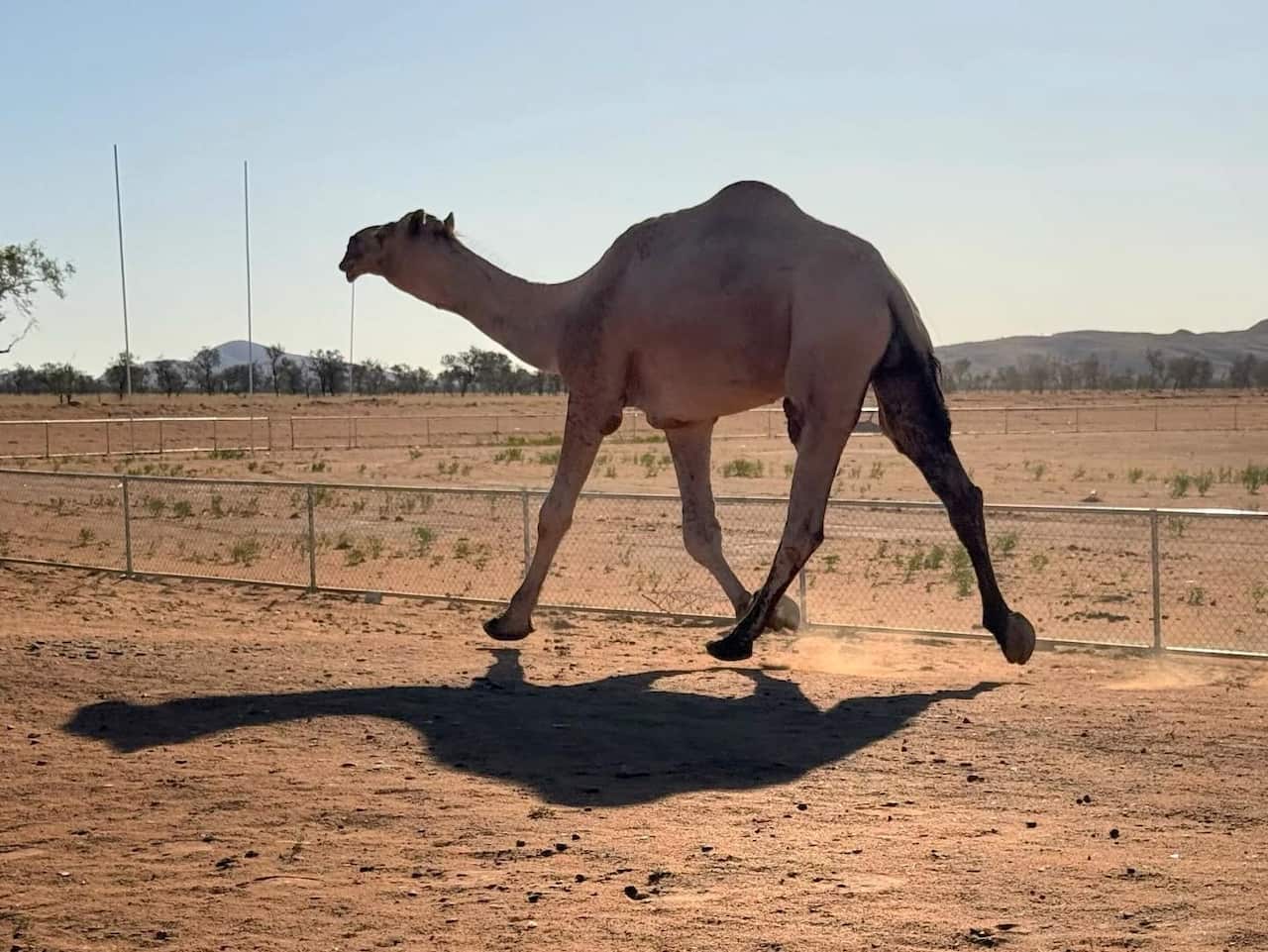 Large bull camel in Mt Liebig Central Australia.