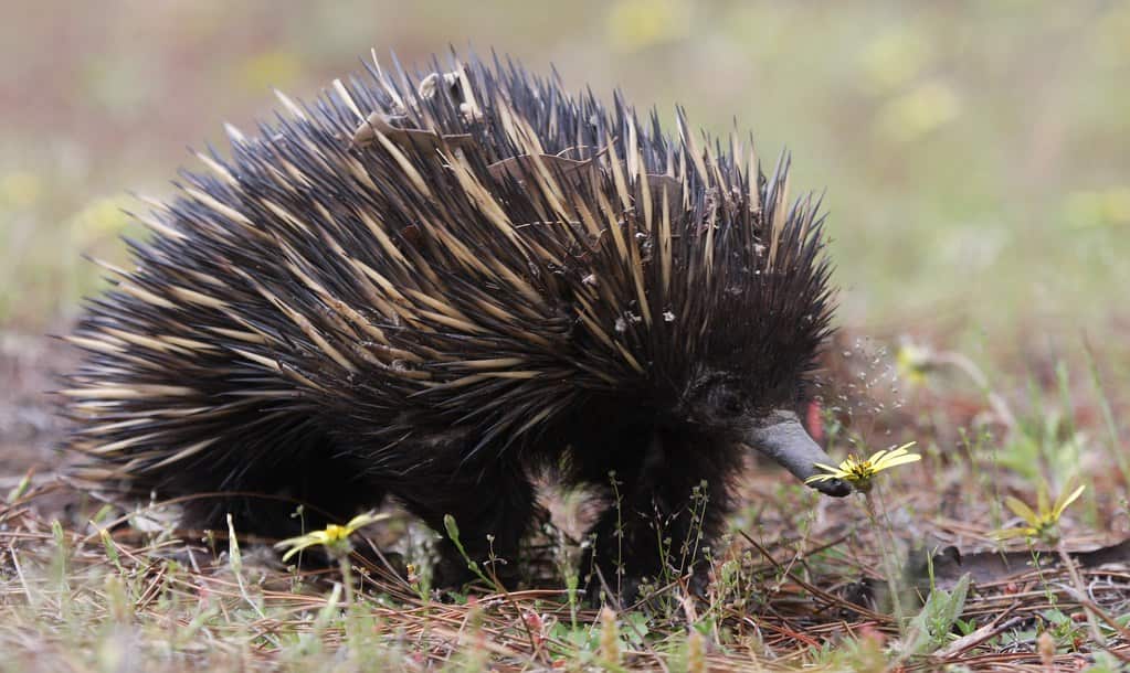 Echidna - Arthur Ferguson.jpg