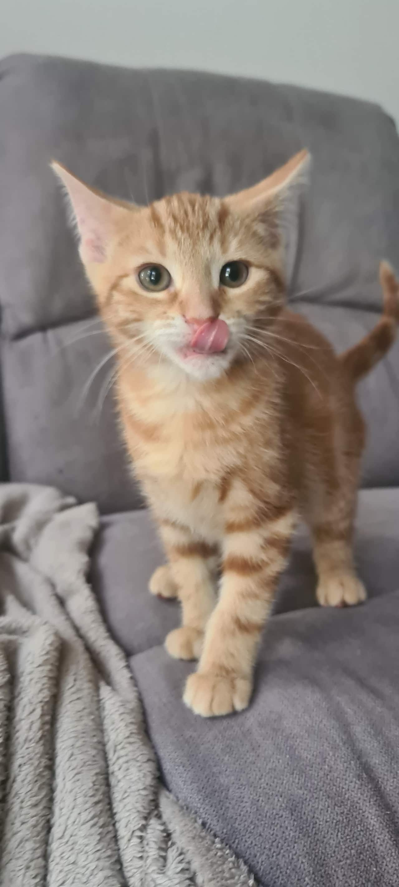 Photo-Elite cat rescue (11).jpg