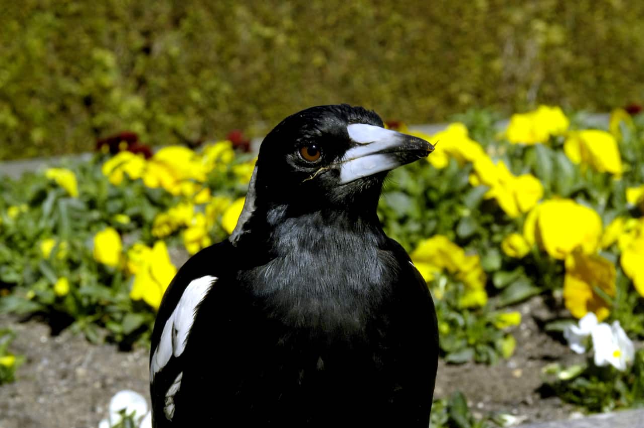 A magpie.