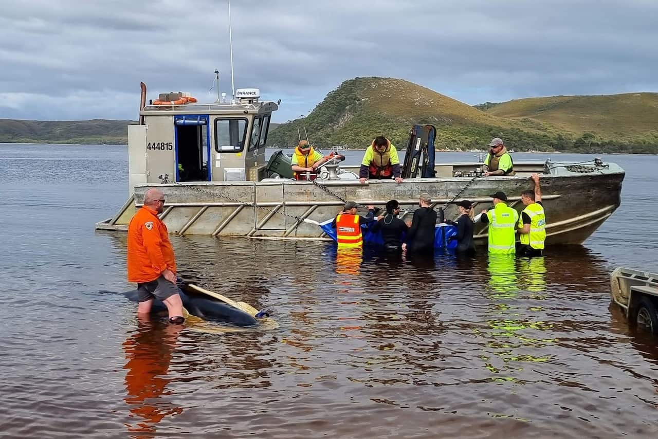 Multiple people standing around a boat and towing a whale. 