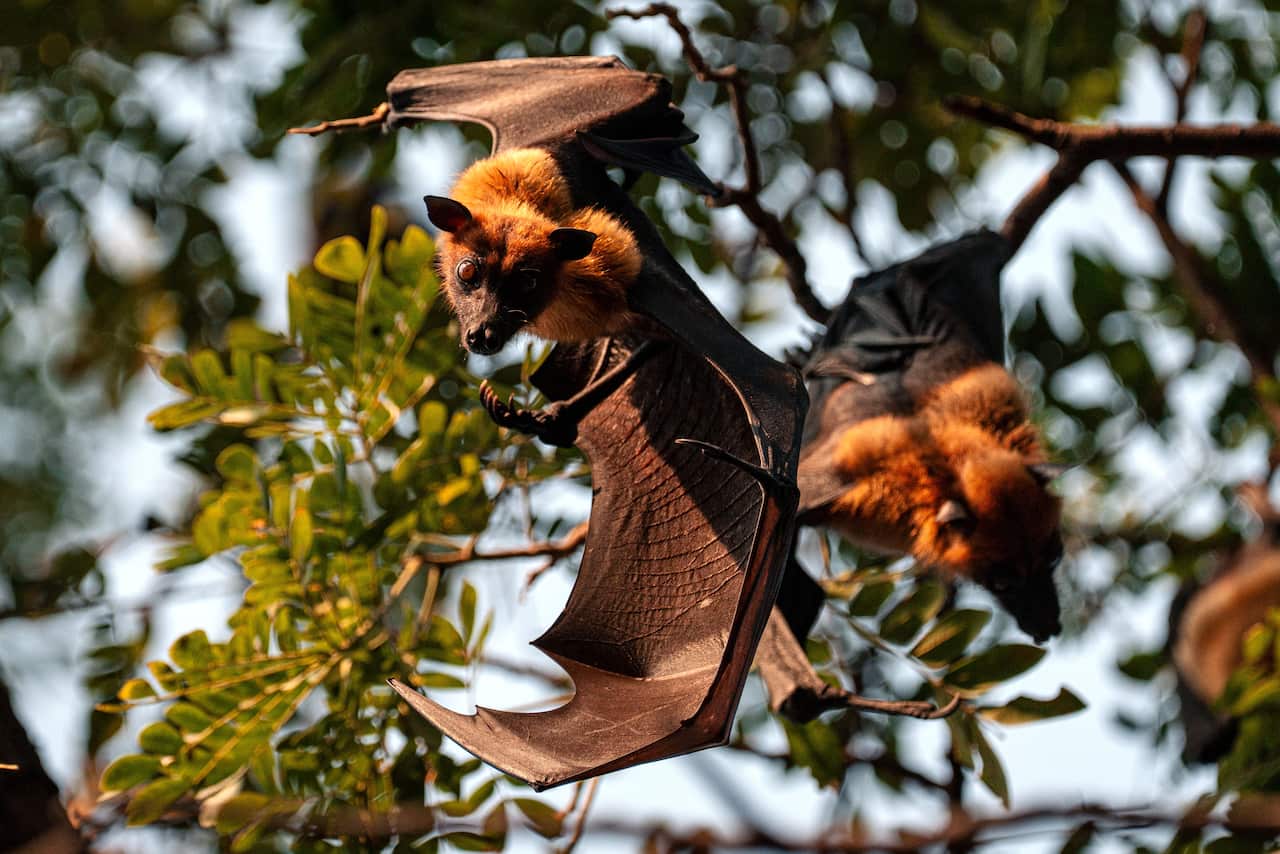 A fruit bat in a tree