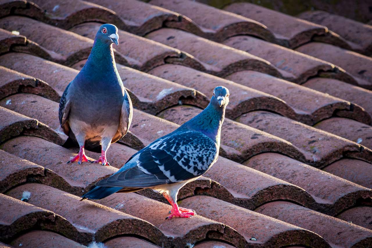 Close-up of pigeons perching on a roof.