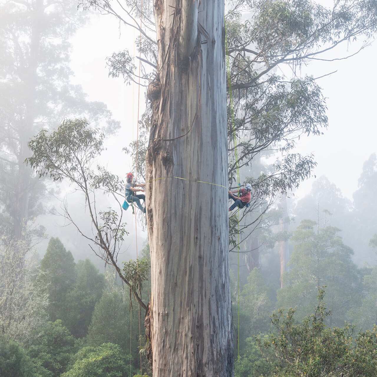Der wohl älteste Blue Eucalyptus, den es gibt. Fotog