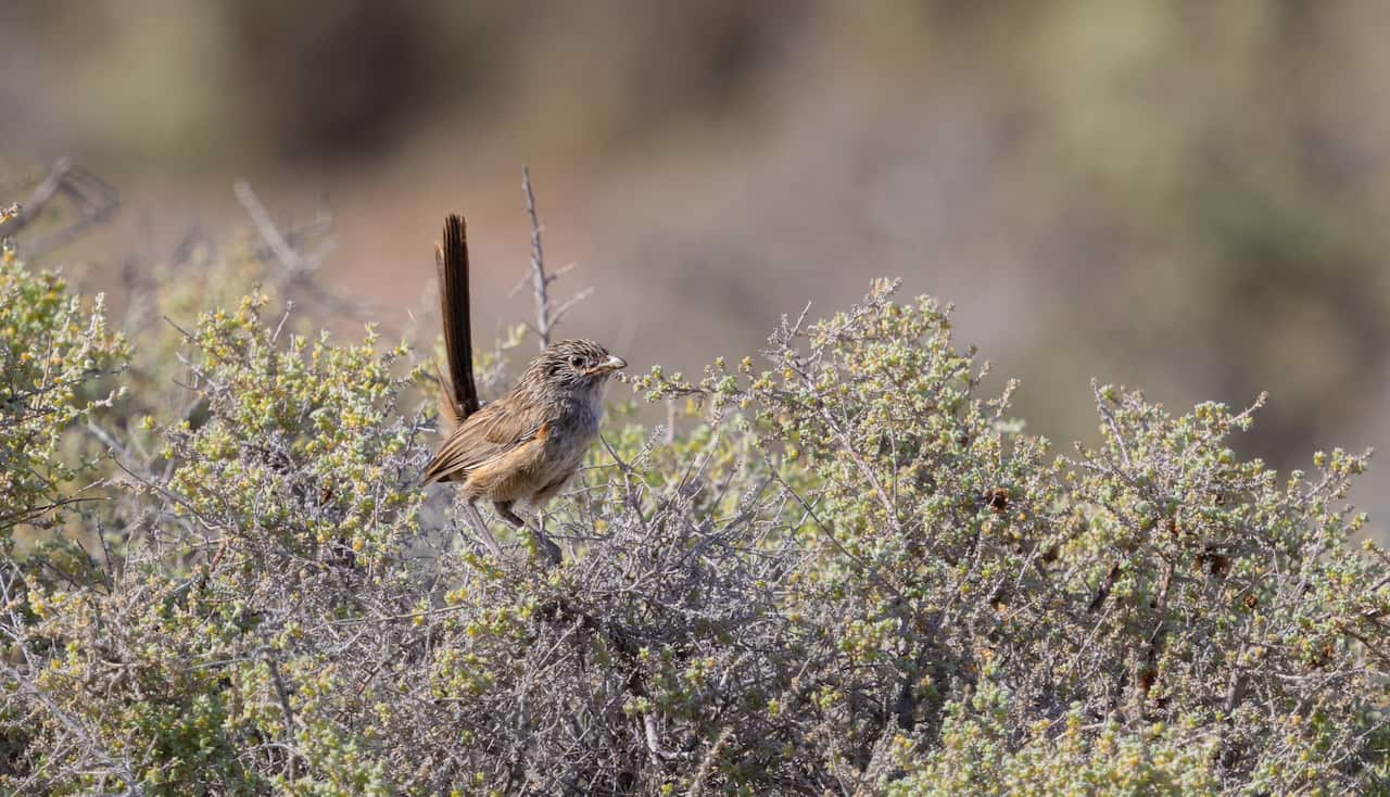 The grey range thick-billed grasswren. Credit - Lucy Coleman.jpg