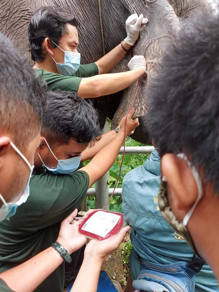 Veterinarian Muhammad Wahyu conducting medical training for elephant veterinarians on anticipating and managing EEHV cases.