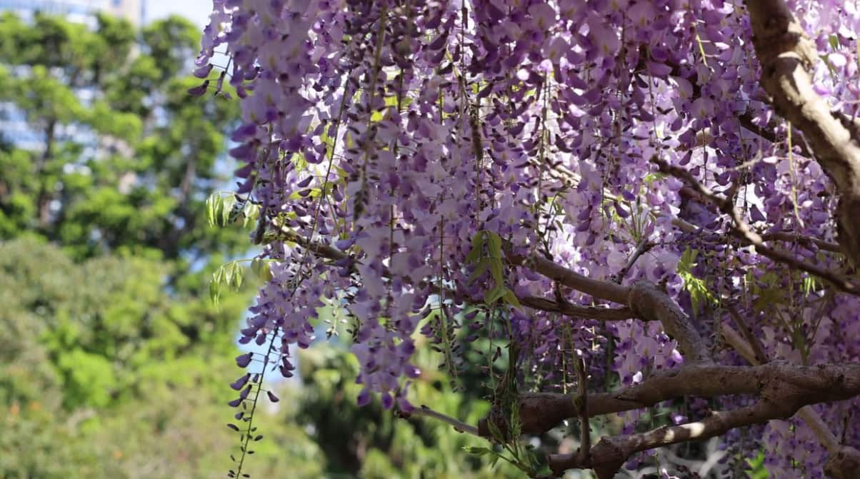 1 Botanic Gardens of Sydney.png