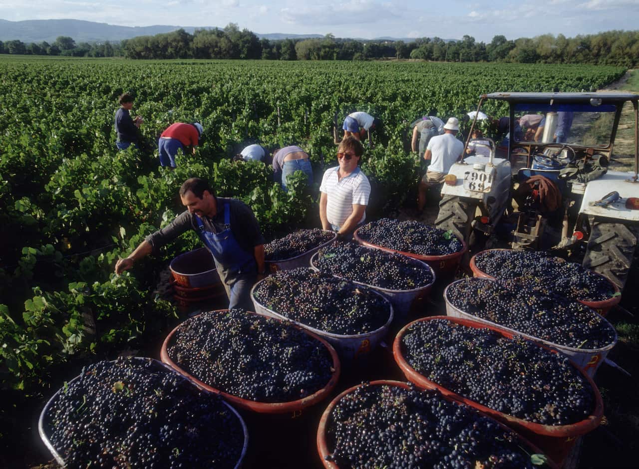 Beaujolais Grape Harvest