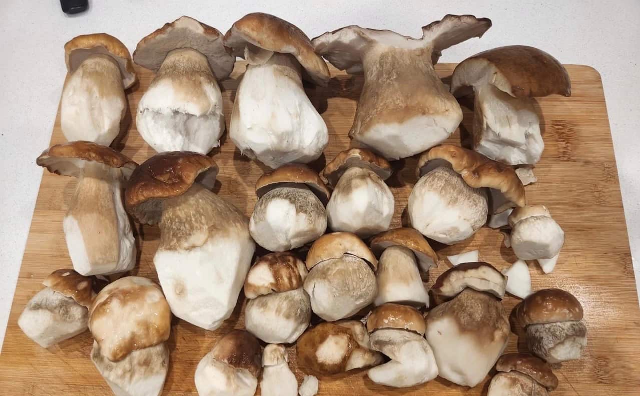 wild mushrooms (4).png