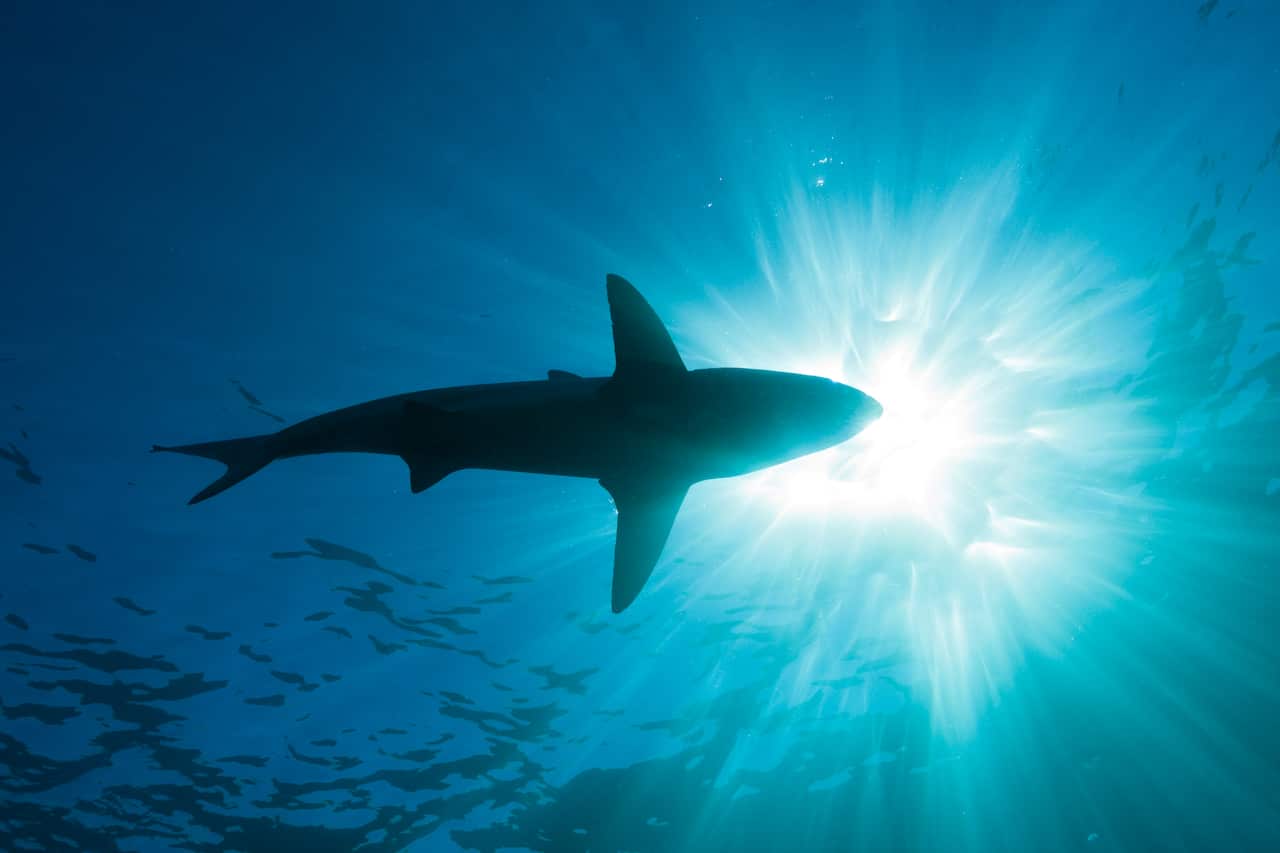 Photo of underneath of Blacktip Shark swimming in the ocean