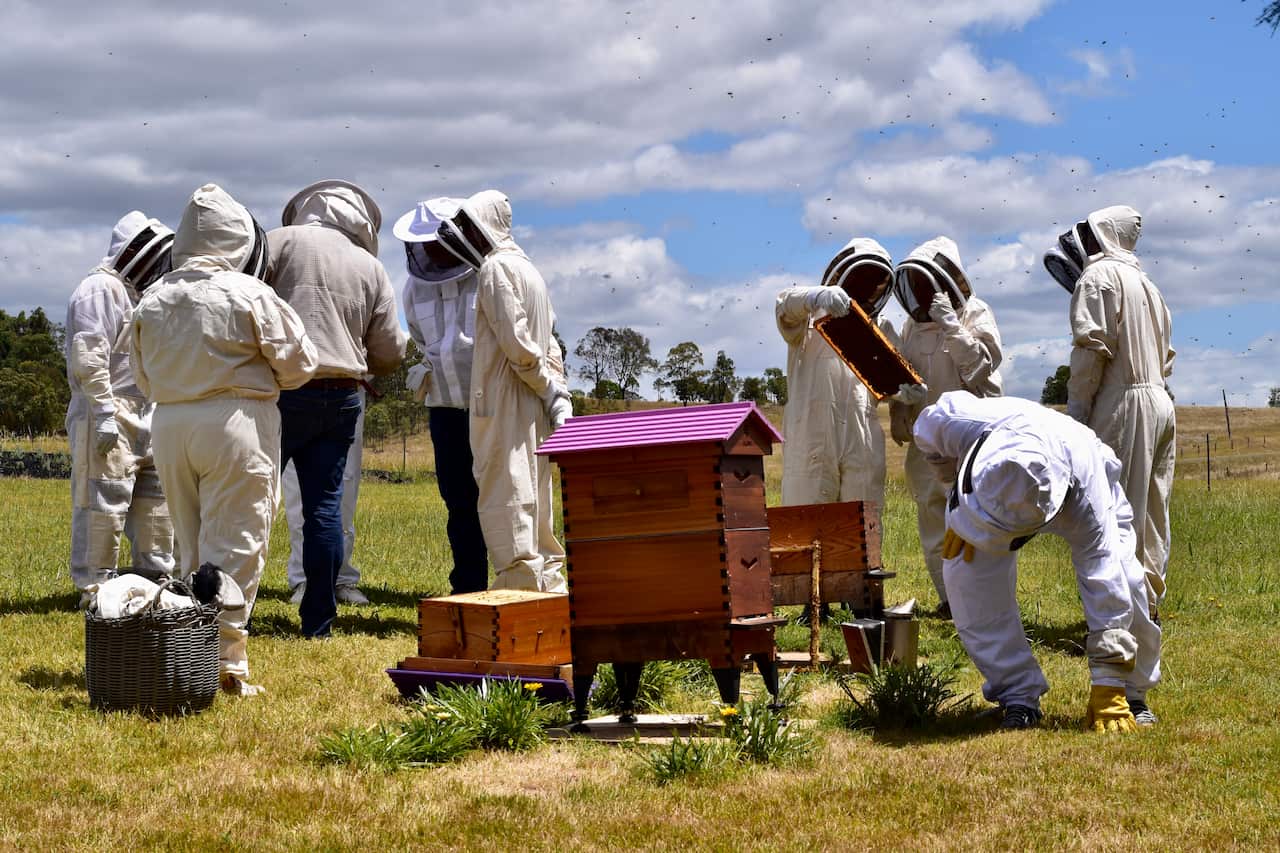 Hunter Lavender Farm_beekeeping.jpeg