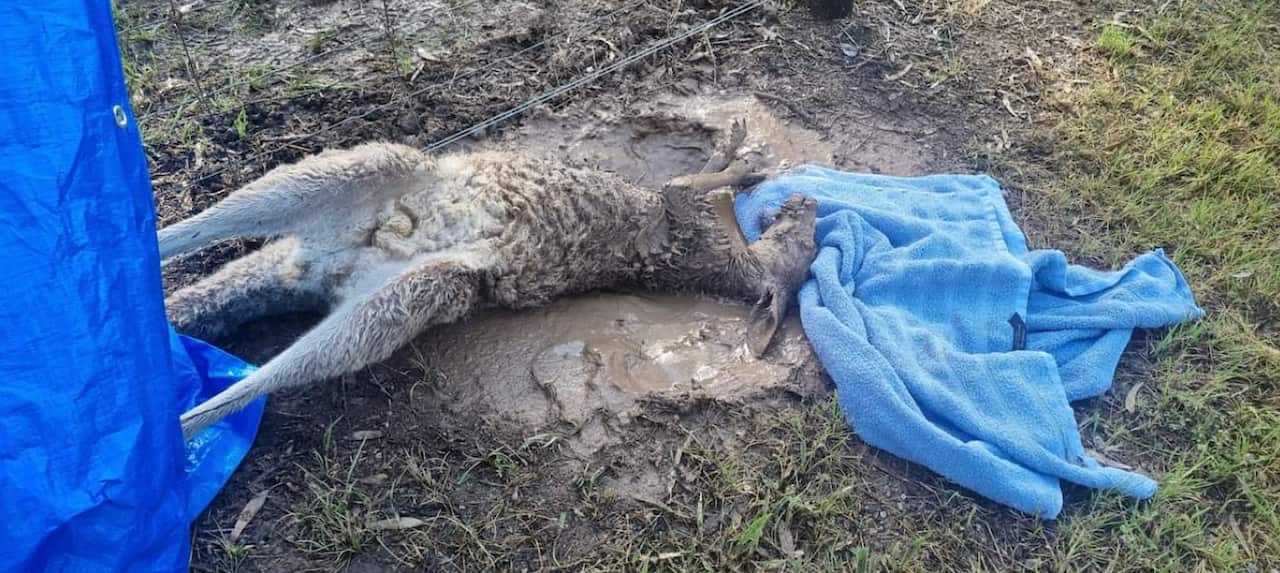 El canguro quedó atrapado en una valla después de alejarse de las crecientes inundaciones en Kialla Lakes, Victoria.