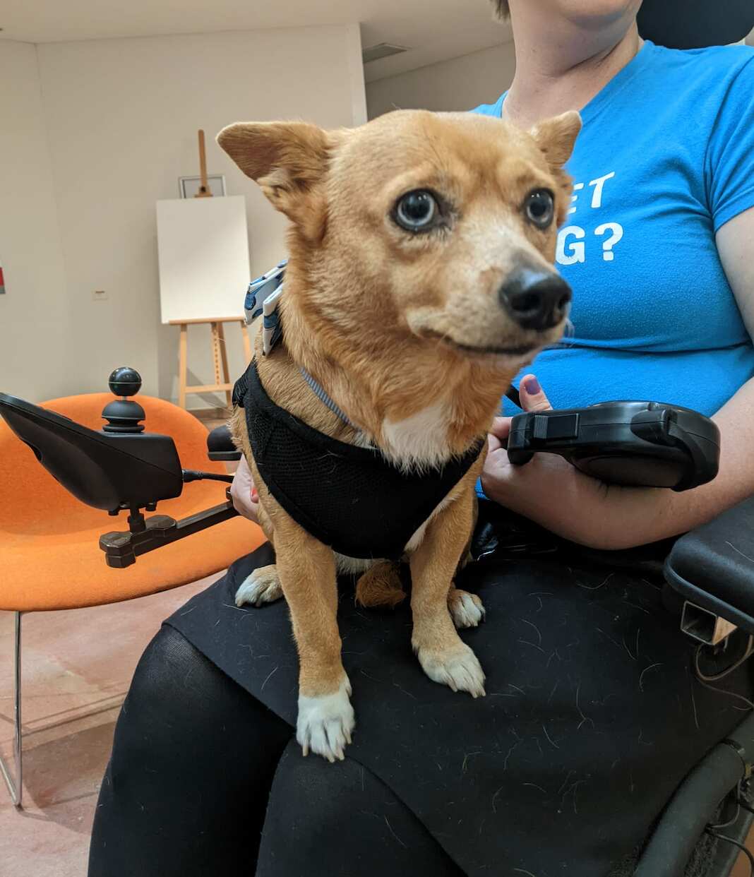 Nutmeg sitting on Emma's lap