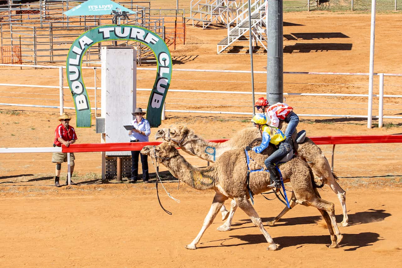 Two camels being ridden by jockeys during an outback race.
