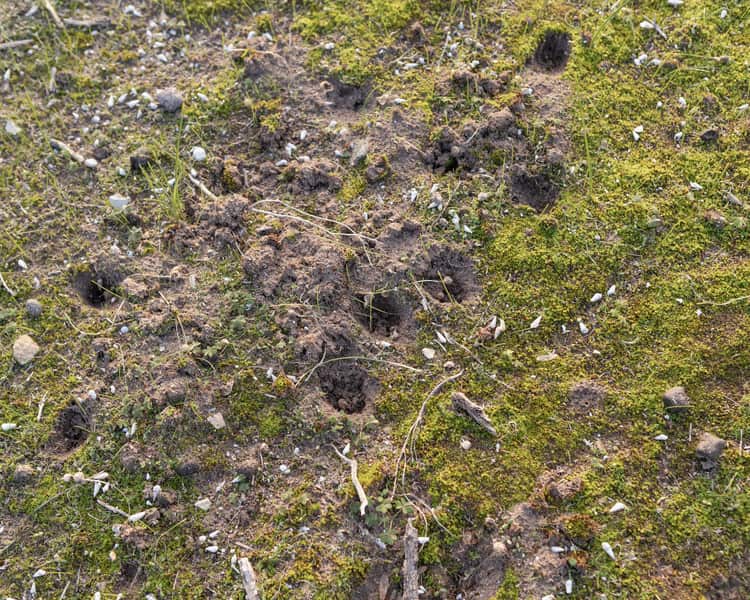 Holes in the ground,  dug by brush-tailed bettongs on South Australia's Yorke Peninsula