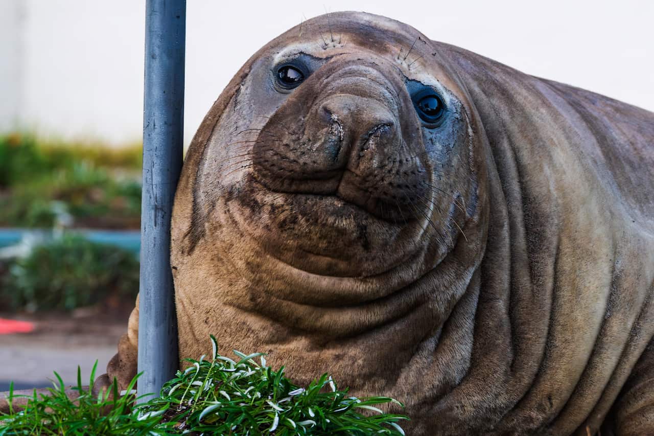 Close-up shot of Neil the Seal's head next to a blue pole.