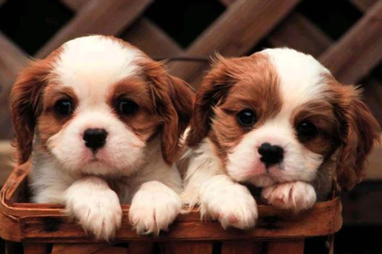 VICTORIAN PUPPY SCAM