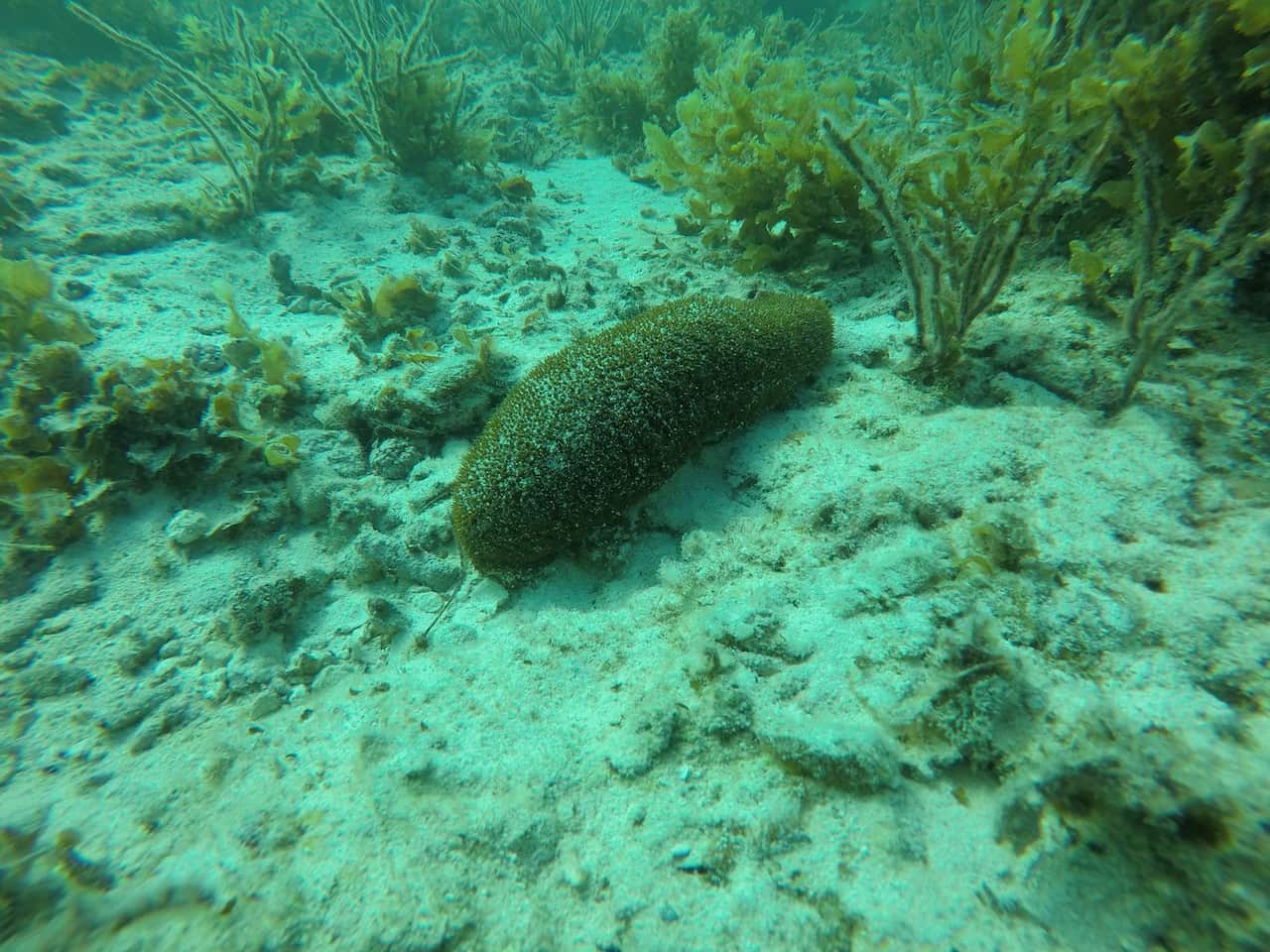 A sea cucumber, a brown-ish slug-like creature, sits on the seafloor amongst seagrass.
