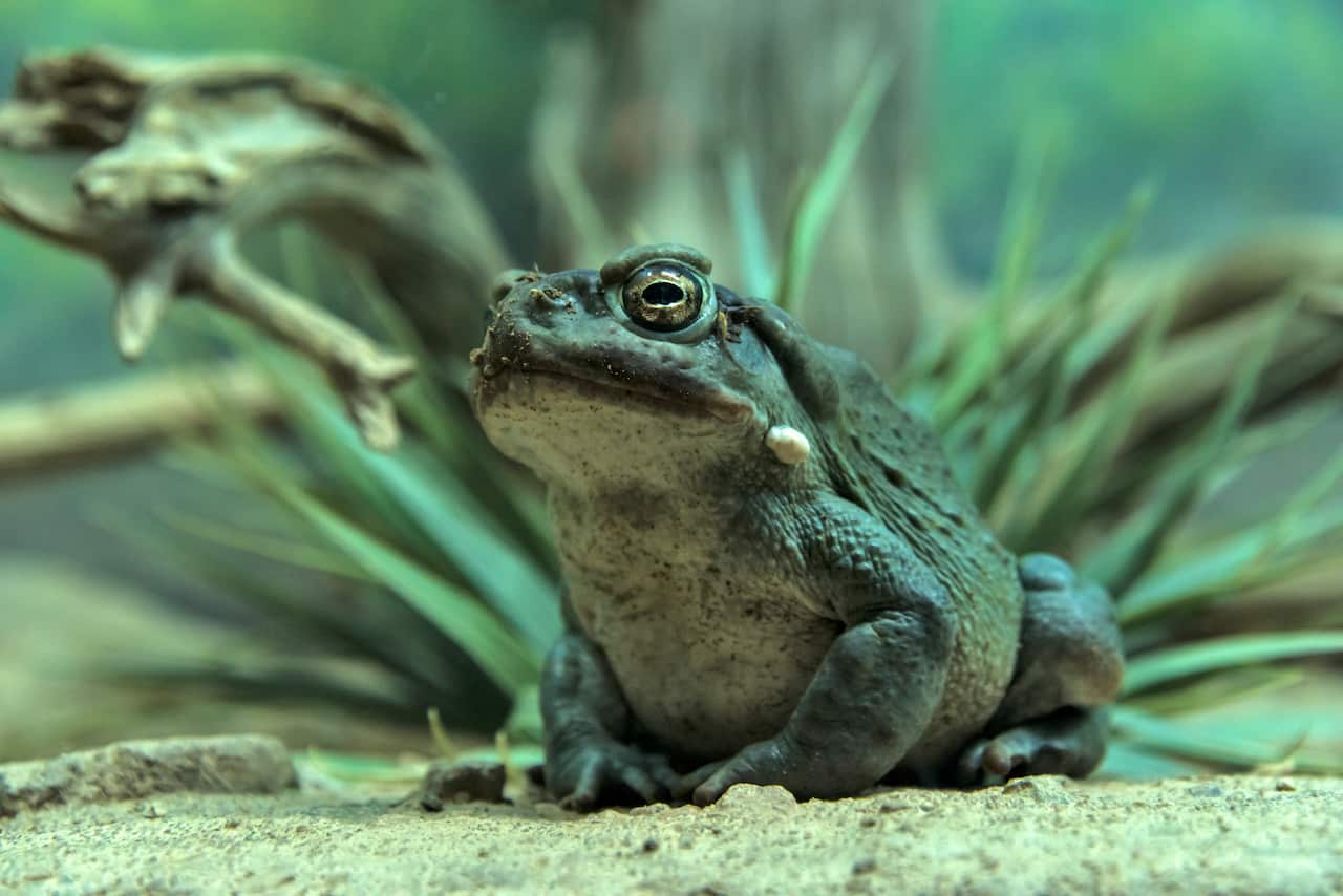 A photo of a Sonoran Desert Toad