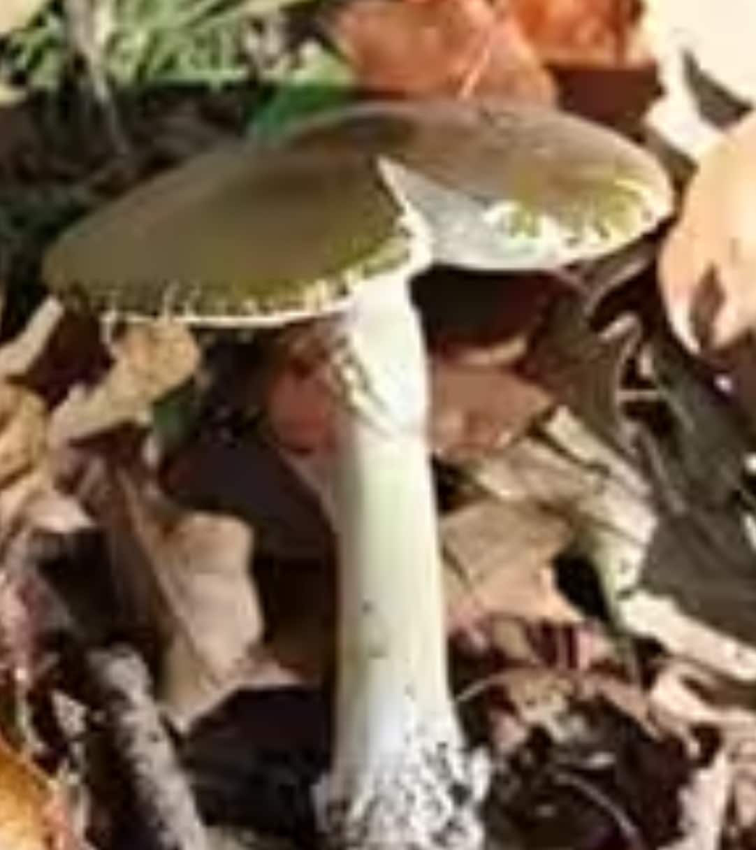 Screenshot 2023-04-13 at 2.08.02 pm.png