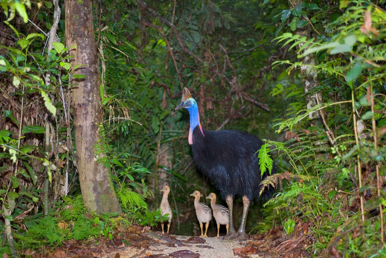 Southern Cassowary - adult male and three of his