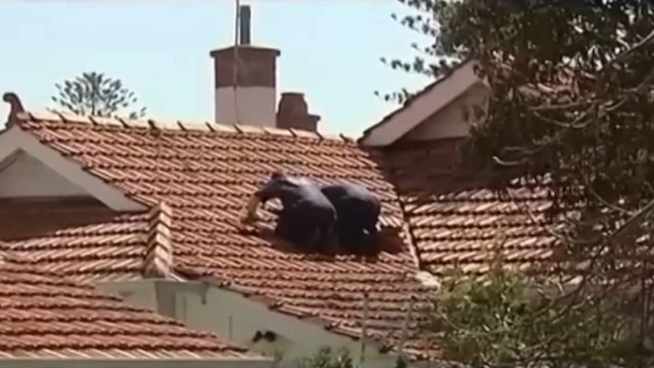 Two policed detectives on the roof of a property peer through the tiles during a raid.