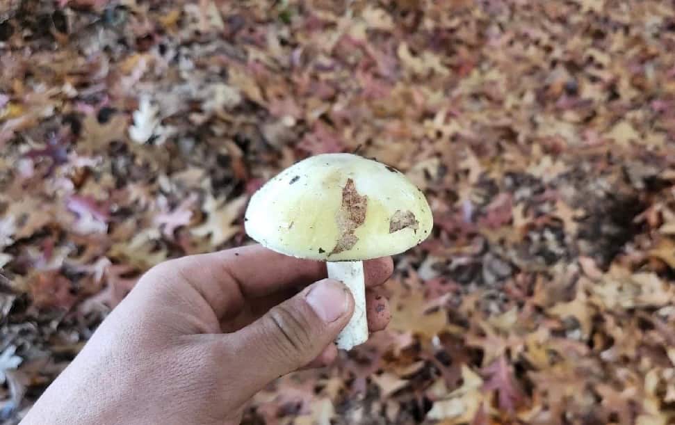 wild mushroom (4).png