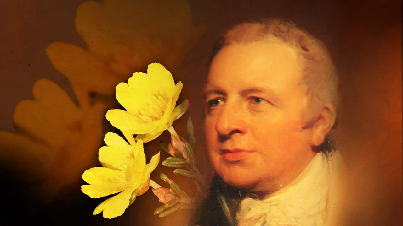 An image of yellow flowers and a painting of a man.