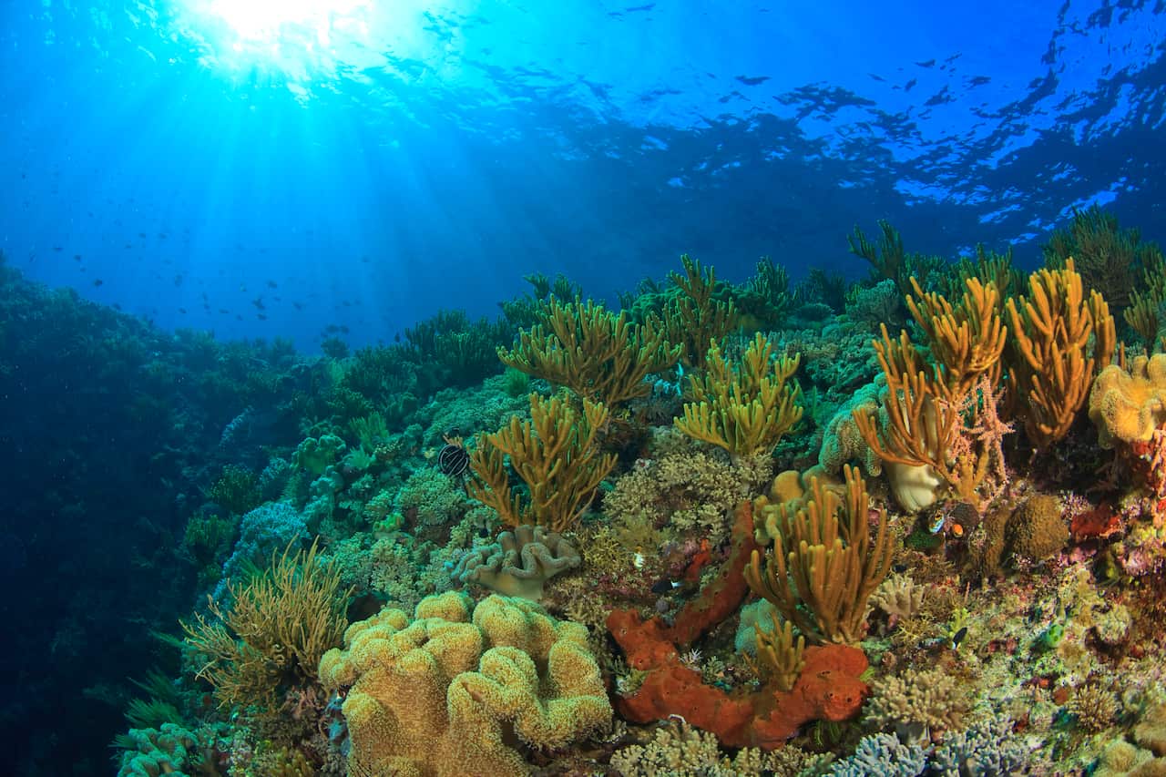 Soft corals and sponges near Wetar Island in the Banda Sea, Indonesia