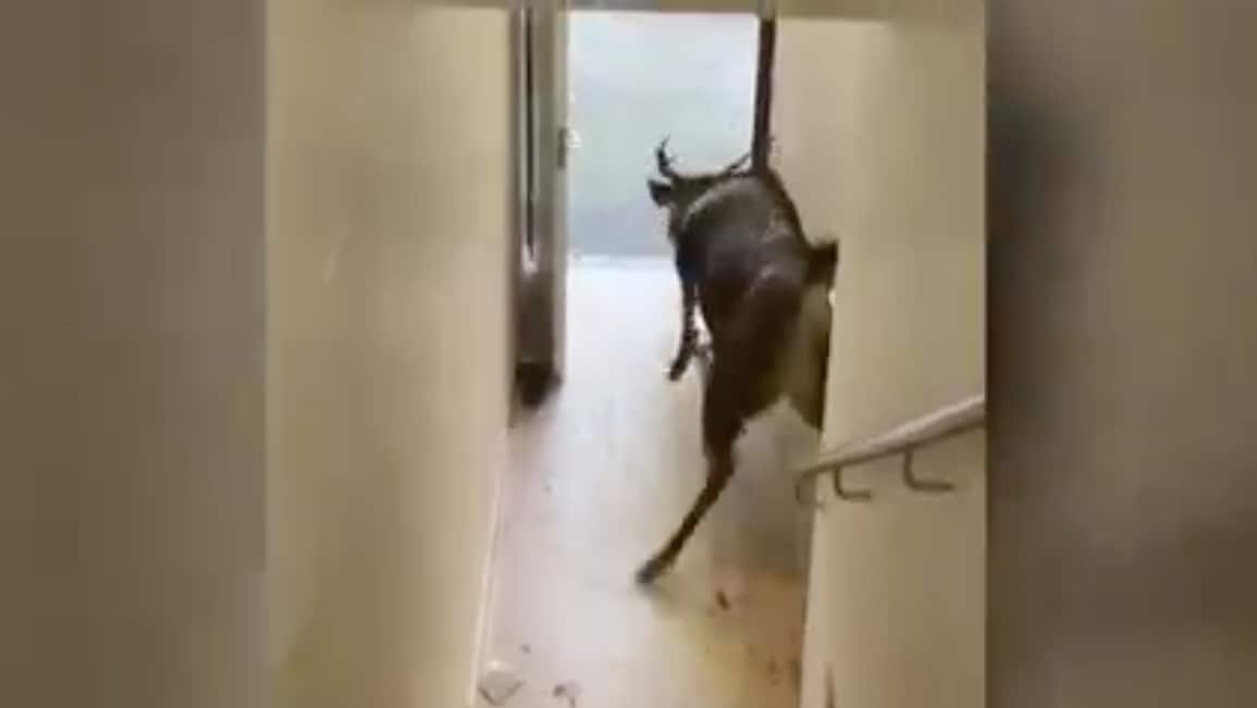 The back of the deer as it raced out of the front toor of the home.