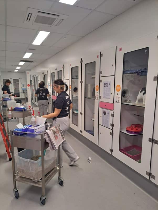 Cat Protection Society of Victoria staff, working with felines held in cat cages for 8 days. Credit: Agnieszka Burton