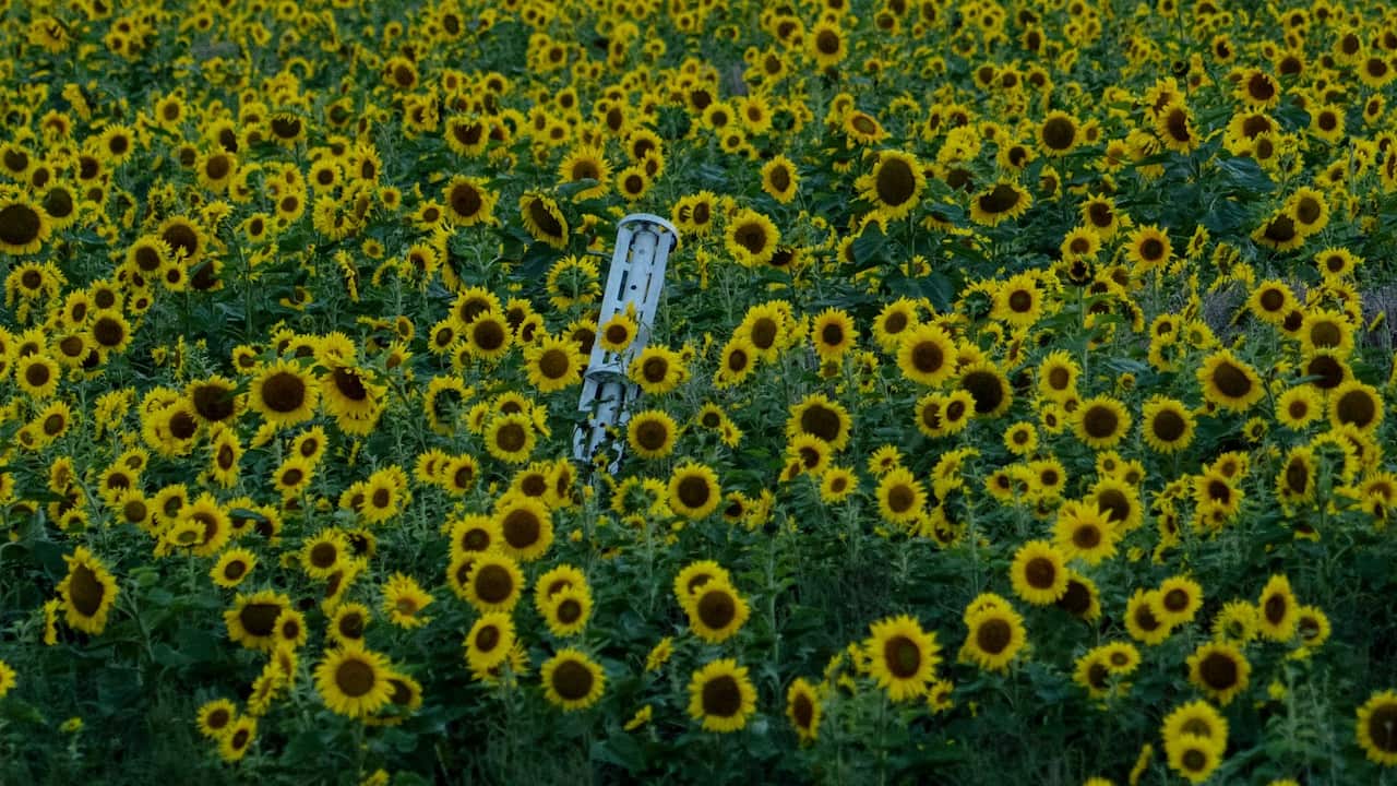 sunflower field