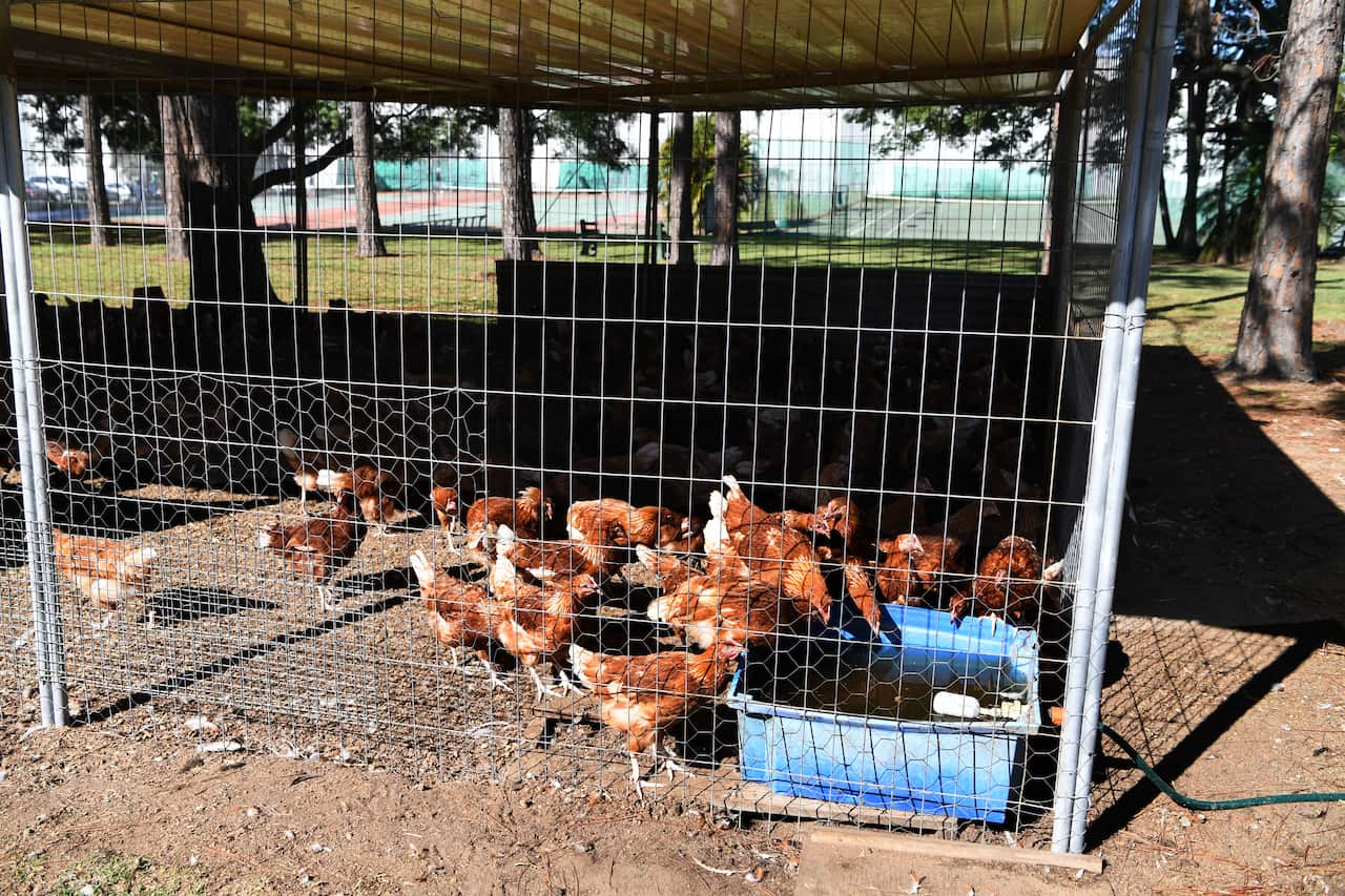Chickens inside a large cage