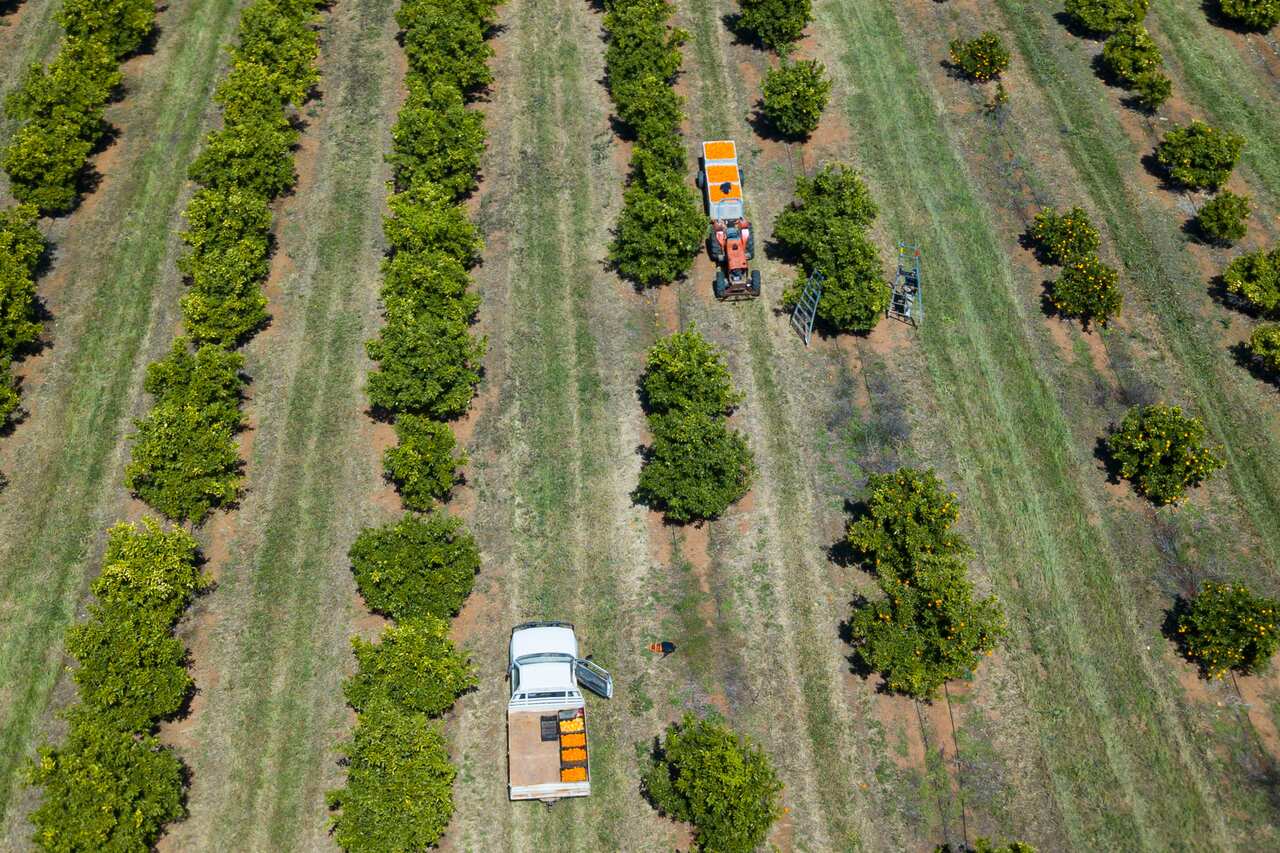 A picture taken with a drone shows fruit pickers harvesting oranges.