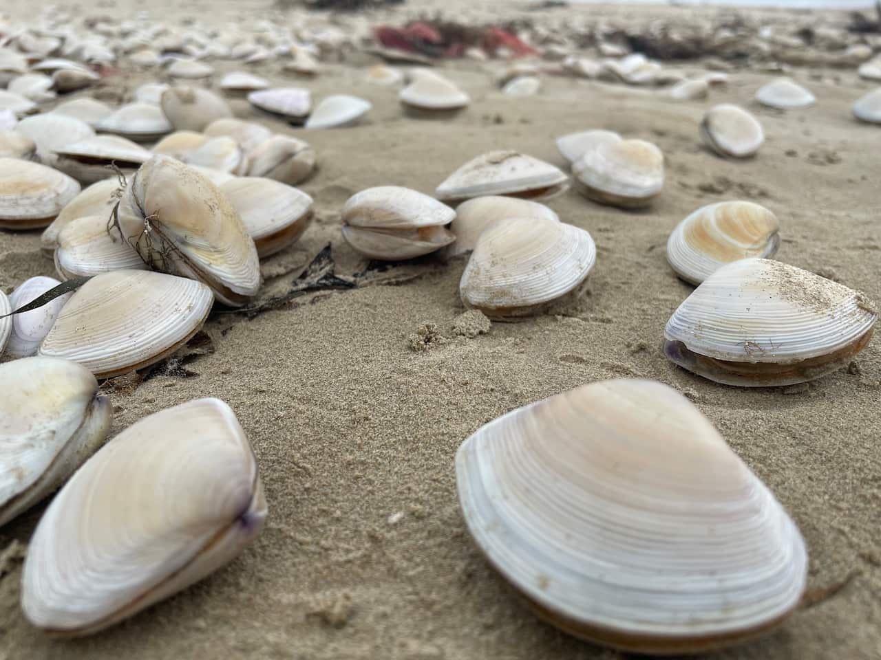 A close-up of dozens of small shellfish lying on a beach.