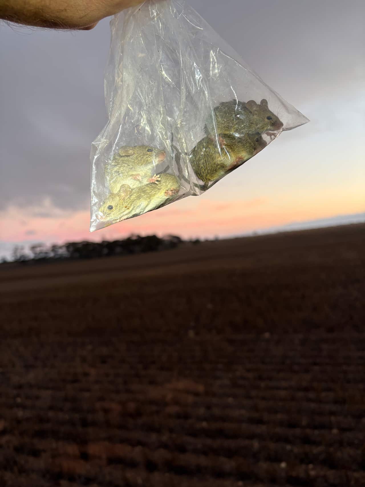 A hand holding five mice in a plastic bag