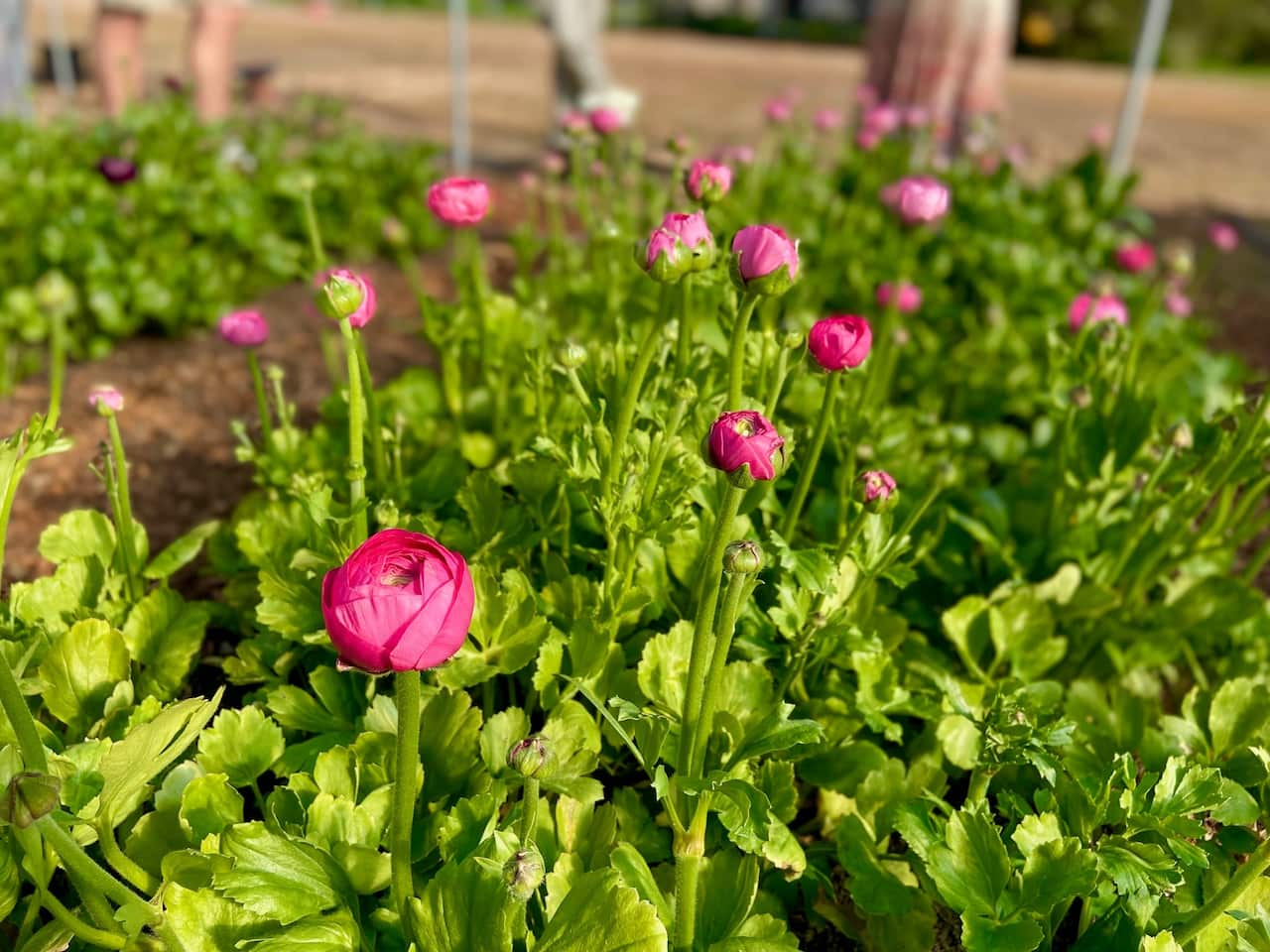 Pure Maiden Flower Farm SBS Thai 10.jpg