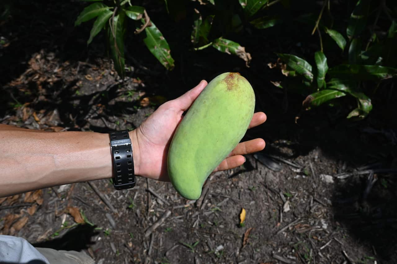 cantonese-mangotree5