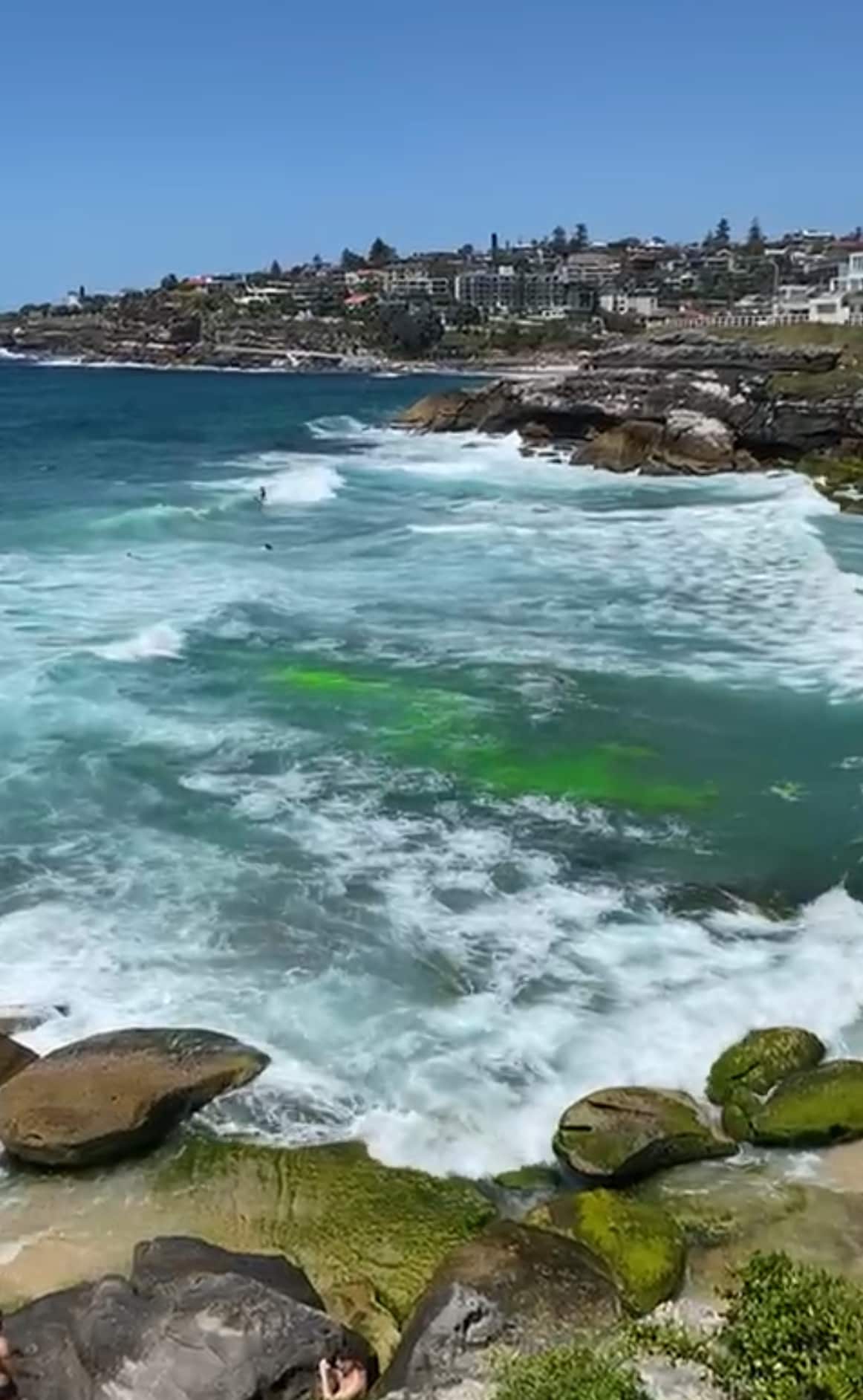 A green luminescent dye spreads out across the ripe tide among the white wash of Tamarama's bay. Houses are perched on the cliffs behind the beach. 