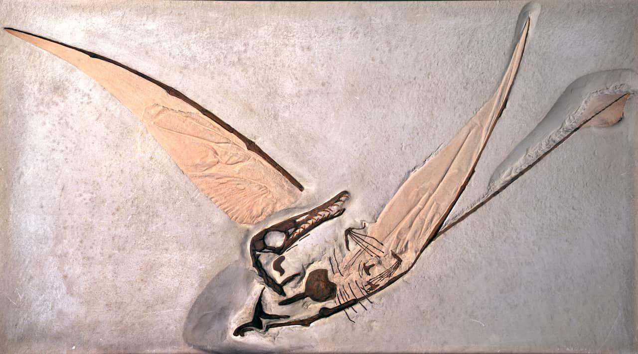 Rhamphorhynchus